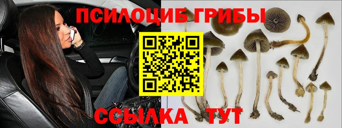 Архангельск  Псилоцибиновые грибы Psilocybe  Вход с VPN 